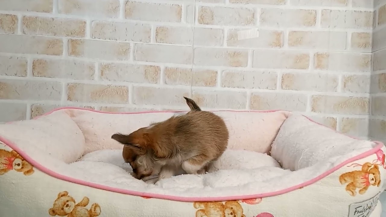 744744 チワワ（ロングコート） - YouTube