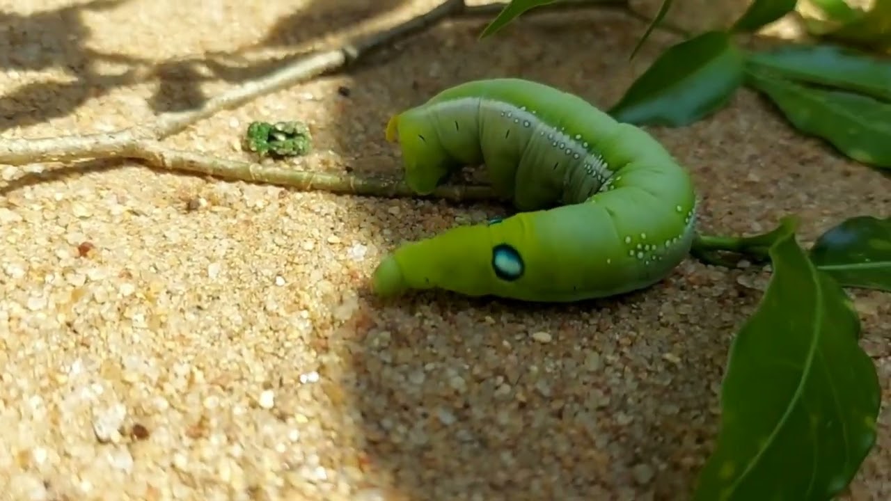 பயிரை அழிக்கும் பச்சை புழு 🐛😱 | How to Get Rid of Green Caterpillars Instantly 🌱✅