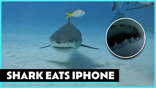 The Moment A Tiger Shark Ate My Iphone 😱