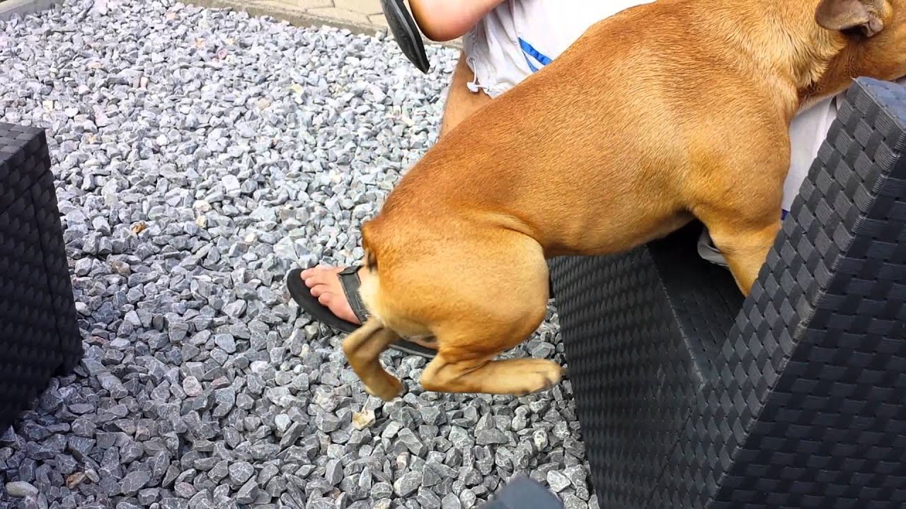 French Bulldog Brutus muscle bulldog - YouTube