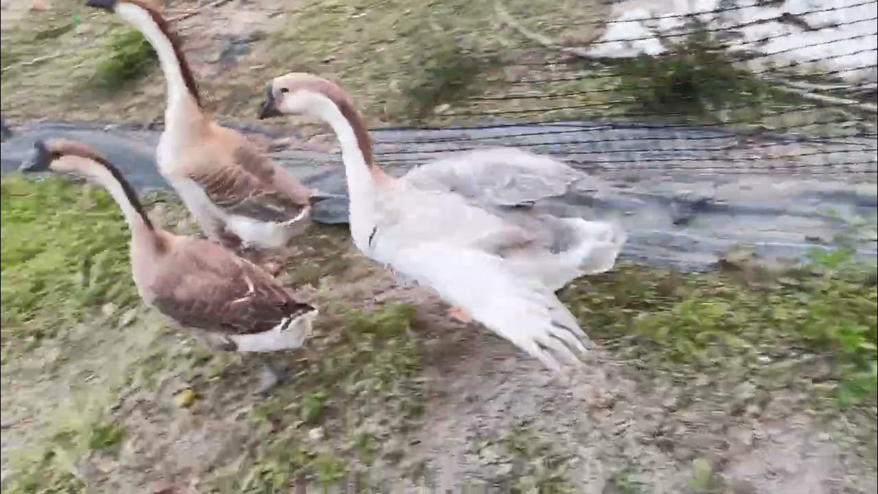 Do you know why geese are so afraid of humans YouTube