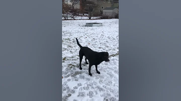 Snow with Sophie