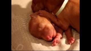 Our pharaoh hound puppies in Latvia out of Farao Anubis Icarus and ...