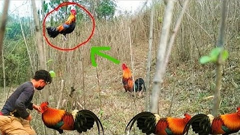 ยามนี้พี่น้องได้ต่อไก่แล้วบ่ ต่อป่าเข้าดีพี่น้อง cuab qaib tuaj zoo hee