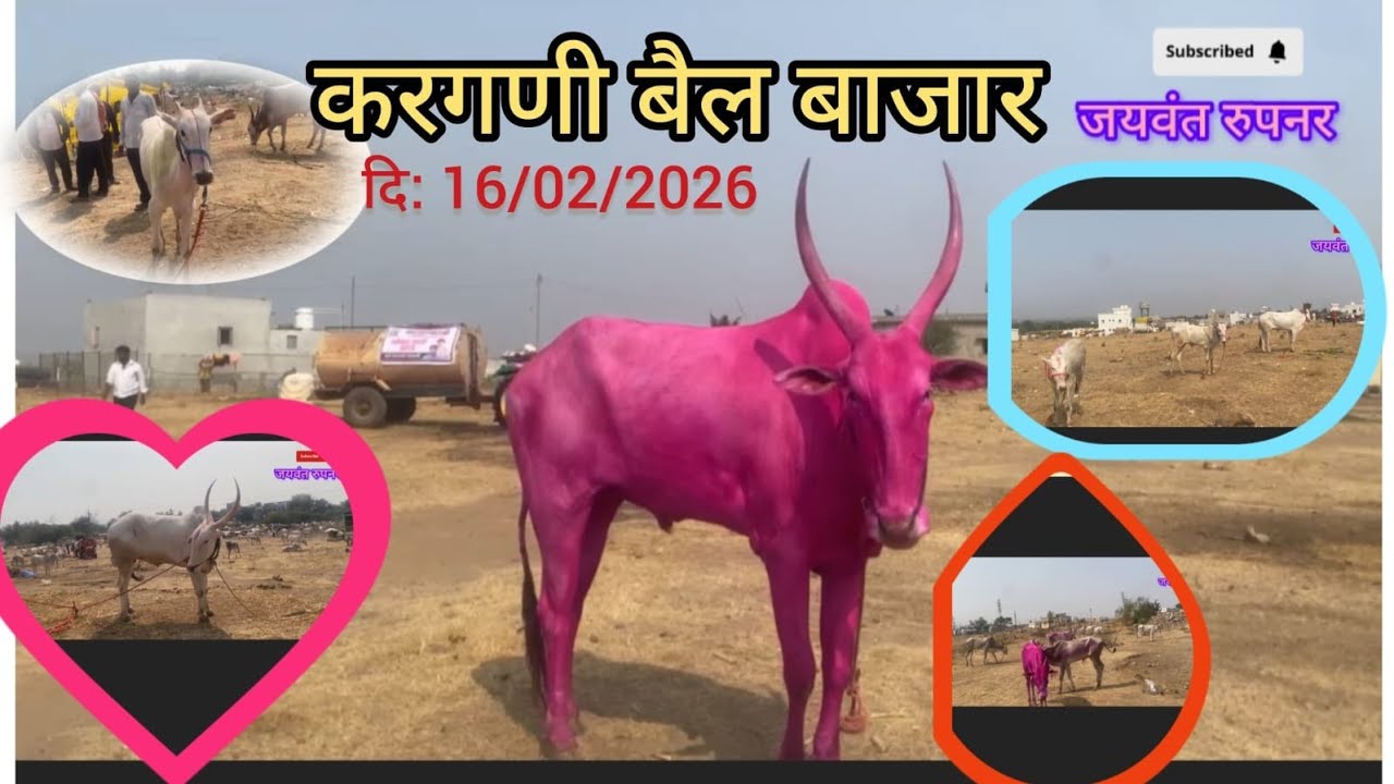 # करगणी बैल बाजार #राम यात्रेनिमित्त भरलेला बैलबाजार