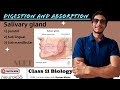Salivary Gland   || Digestion and Absorption