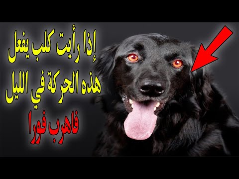 فيديو: لماذا كلبى دائما يلعق كفوفه؟