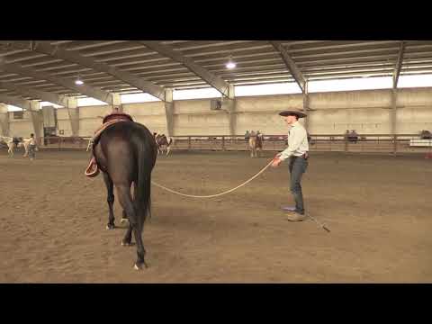 Video: Lunging din hest før ridning