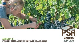 Misura 6 PSR 2014-2020 Regione Veneto - Sviluppo delle aziende agricole e delle imprese