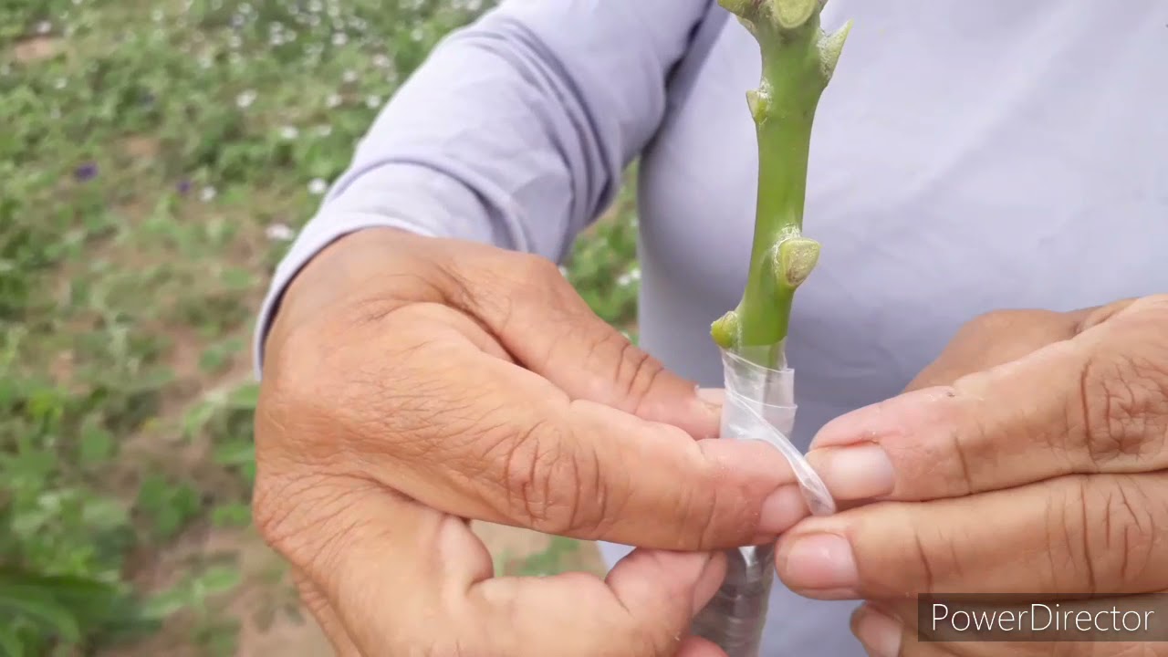 Como Fazer um Enxerto da Mangueira Passo a Passo