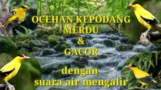 SUARA OCEHAN KEPODANG MERDU DAN GACOR || TERAPI KEPODANG GACOR DENGAN SUARA AIR MENGALIR