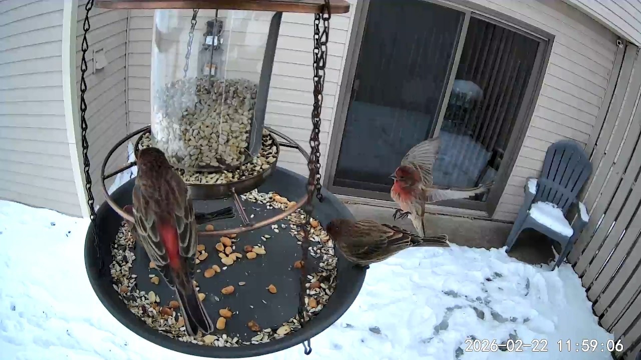 2026/02/22 - Several House Finches enjoying lunch while a Dark-eyed Junco attempts to interrupt
