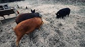 Wresting with a HUGE Pig