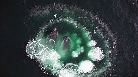 Whale Drone Demonstration Flying for Snotty Research