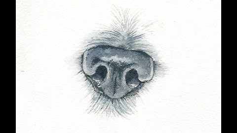 How to Paint a Realistic Dog Nose in Watercolor