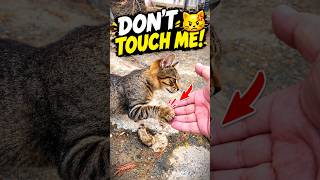Amazing Animal Moment That You Won’t Believe! 🐾❤️ | Cute &amp; Emotional Animal Video #animallovers
