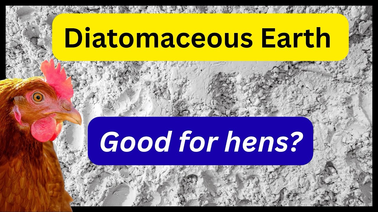 Диатомитовая земля для кур: зачем и как правильно использовать.