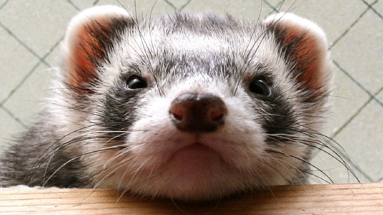 日本 で 飼える 動物