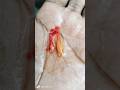 Albino full Red, red ear.