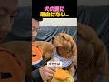 犬って理由もなく愛してくれる
