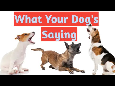 What Is My Dog Saying When He Barks – Dog Barking Explained by Science