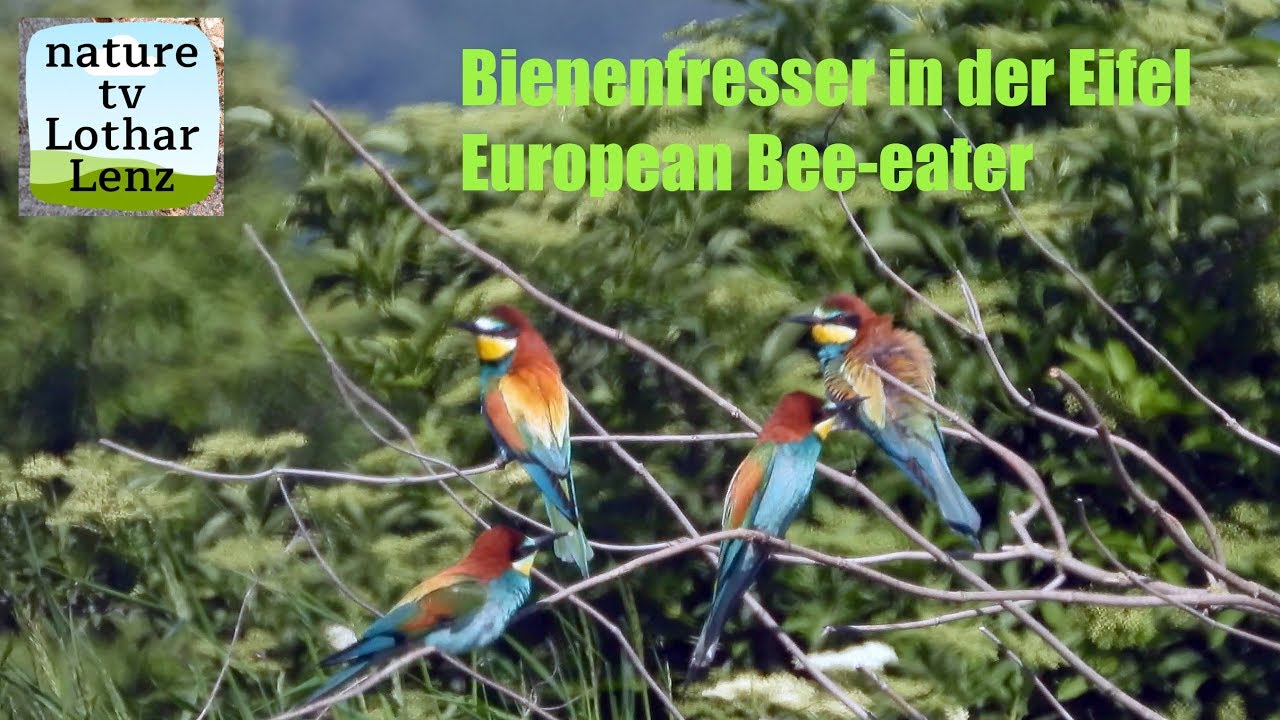 Bienenfresser in der Eifel, European Bee-eater 