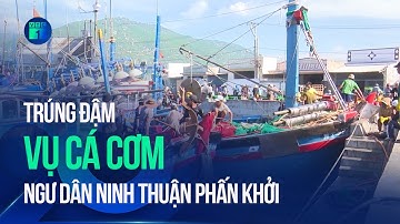 Khoang thuyền đầy ắp cá cơm, ngư dân Ninh Thuận phấn khởi vì trúng đậm vụ cá | VTC1