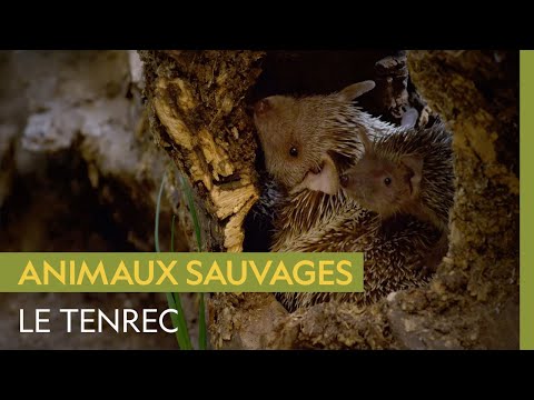 Vidéo: Que mangent les tenrecs dans la nature ?