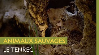 Le tenrec, un mammifère qui ressemble à un hérisson mais qui est plus proche de l'éléphant