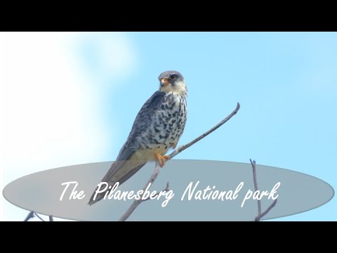 A day trip to the Pilanesberg national park!