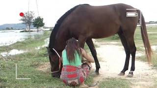 How to wash Horse in Small park Village Girl Cleaning Black Horse And Care