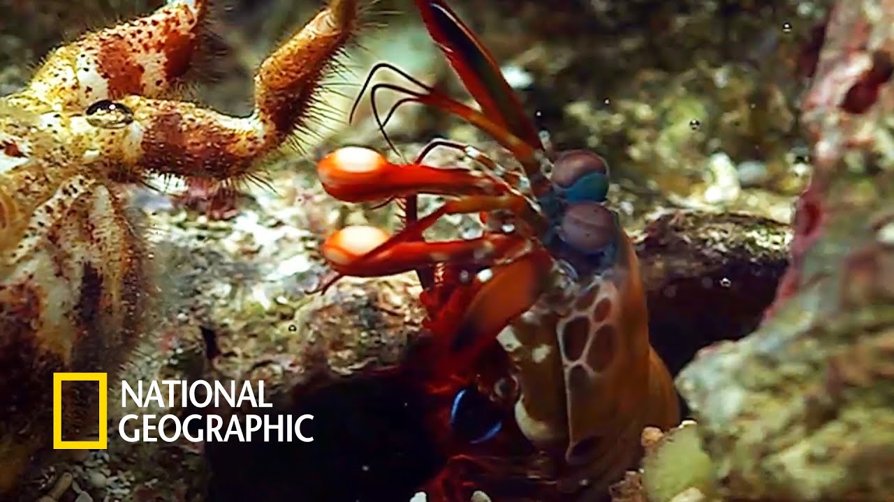 맨티스 쉬림프의 위력! 시속 80km로 꽂히는 핵펀치