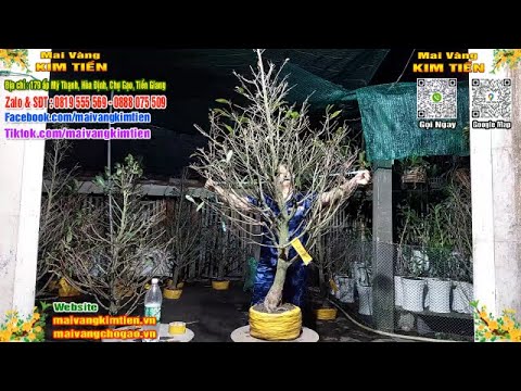 Phôi Mai Thủ Đức Giá Rẻ Bao Ship Bao Sống Toàn Quốc - Mai Vàng Kim Tiền Chợ Gạo