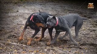 Cane Corso Vs Doberman - The Ultimate Verdict (2023)