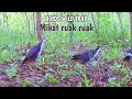 Jerat burung ruak ruak dengan pikat betina! bird trap