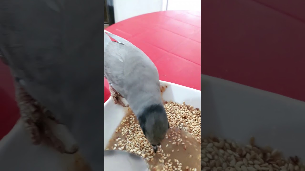 البلبل الروسي