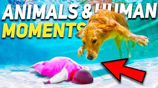 10 MOST INCREDIBLE ANIMAL HUMAN MOMENTS CAUGHT ON CAMERA(2022)