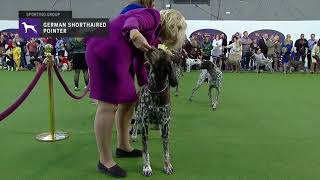 Pointers (German Shorthaired) | Breed Judging 2019