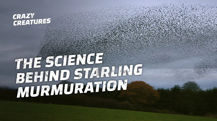 Why Do Starlings Flock in Murmurations?