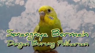 Burung Jinak / Peliharaan Asyik / Hewan Lucu