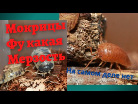 Мокрицы. Содержание дома. Польза для террариума.