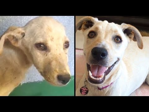 A Puppy Called Mouse- Look at Her Now!