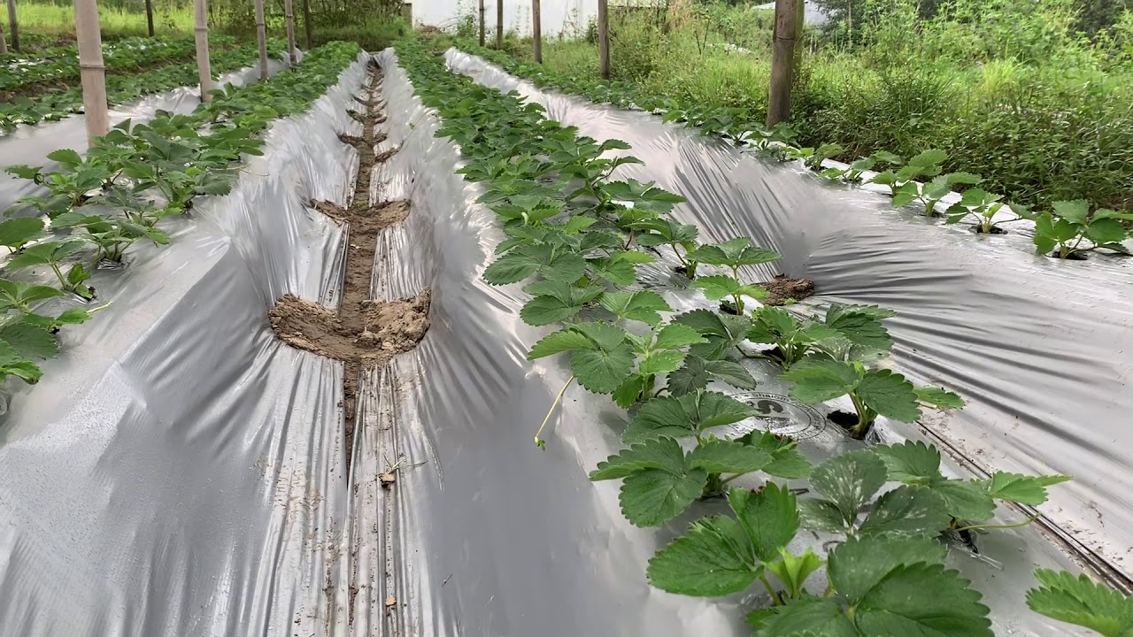 Strawberry plants after mulch plastic instalation YouTube