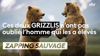 Ces deux grizzlis n'ont pas oublié l'homme qui les a élevés - ZAPPING SAUVAGE