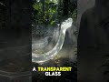 🐍 A Transparent Snake Was Spotted in the Amazon Jungle! (Unbelievable)#shorts #viralshorts