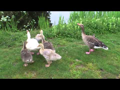 Video: Waar Ganzen, Eenden, Kraanvogels Wegvliegen