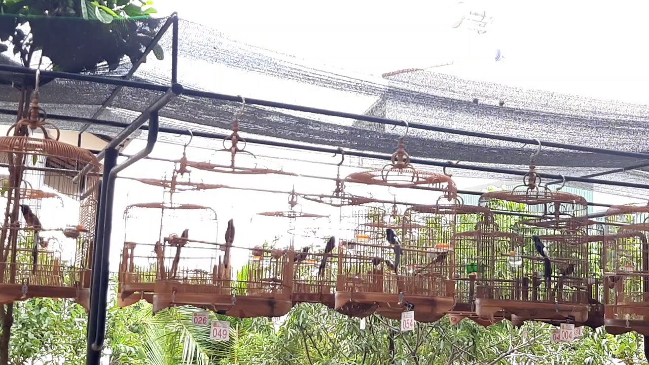 Chòe lửa thi đấu hót (shama bird)