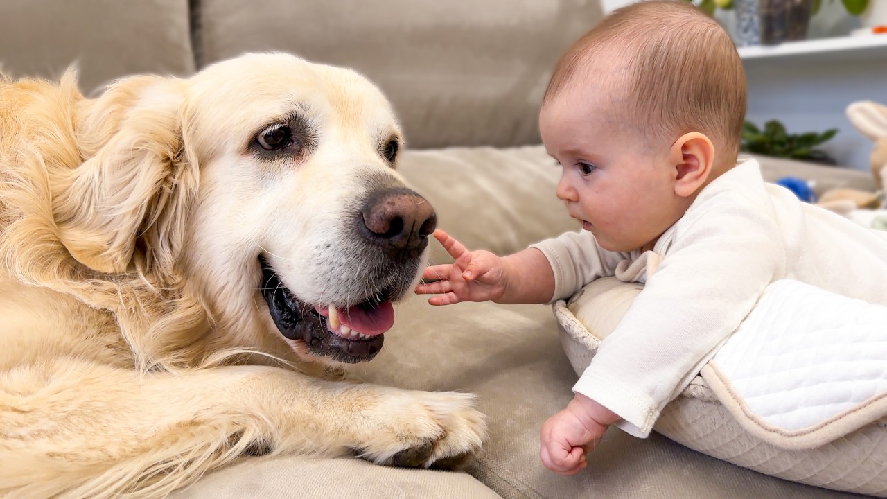 Baby Touches the Golden Retriever’s Face — The Sweetest Reaction