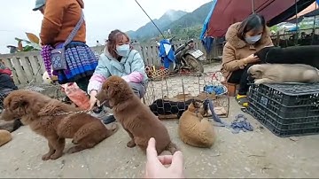 Chợ chó Bắc Hà. Giá chó xù đỏ Bắc Hà hiện nay