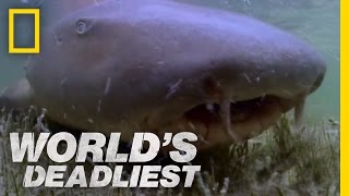 Shark Seduction | World's Deadliest Shark Superpowers World S Deadliest